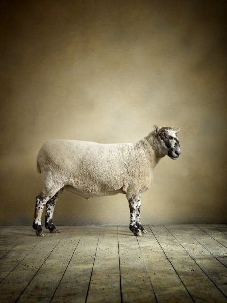Photograph Chris Frazer Smith Sheep on One Eyeland